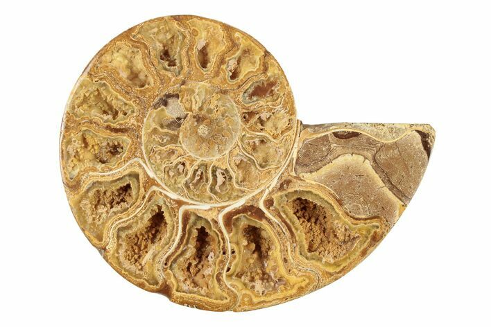 Jurassic Cut & Polished Ammonite Fossil (Half) - Madagascar #239447